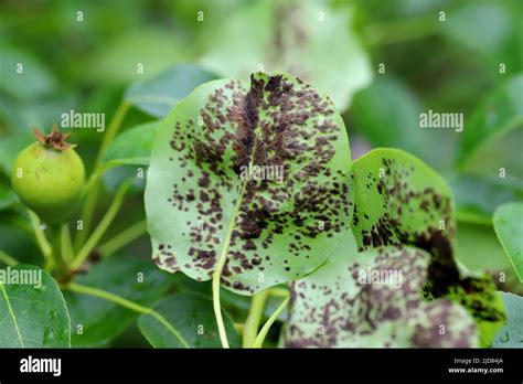 Venturia pyrina hi-res stock photography and images - Alamy