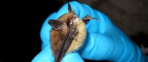 Critical habitat designation not warranted for bat species - The ...