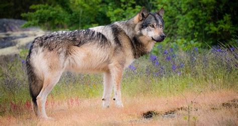 Takaya, Vancouver's Famous Lone Wolf, Shot And Killed By Hunter