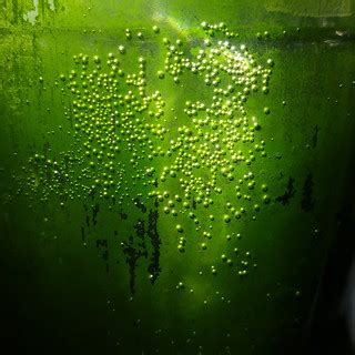 Grüne Perlengalaxis - green bubble galaxy | Das Motiv stand … | Flickr