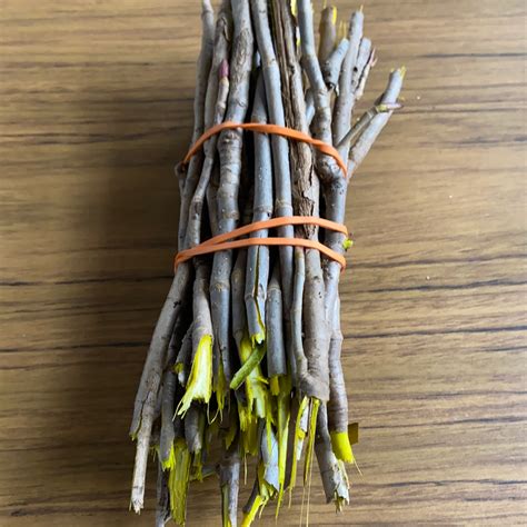 Red Willow Bark – Medicine Man Crafts