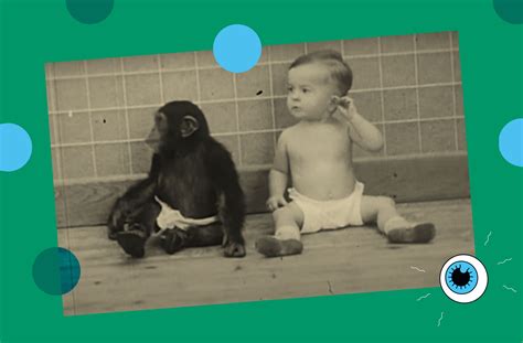 What scientists learned when they tried to raise a chimp with a human baby | Popular Science