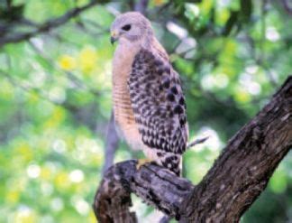 Red-Shouldered Hawk (from NC WINS) | NCpedia