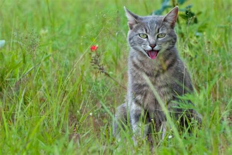 my cat panting after playing - Mignon Satterfield