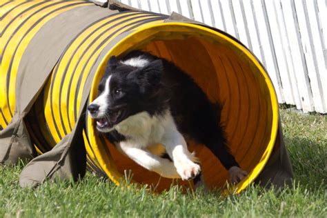 XL the Border Collie Is Training To Be A Champion! | Border Collie Fan Club