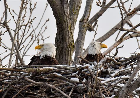 The Ohio Bald Eagle Recovery: A Success Story - Ohio History Connection