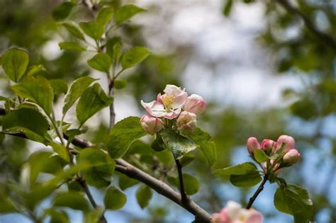 Premium Photo | Spring flowers blooming apple tree in spring natural flower background