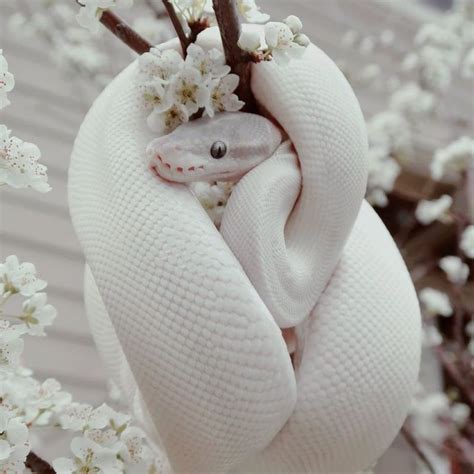 Albino Snakes Wallpapers - Wallpaper Cave