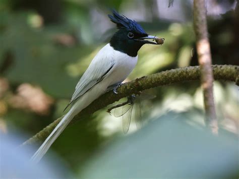 Indian Paradise-Flycatcher - eBird