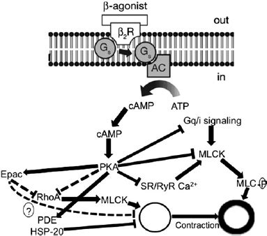 Mechanism of action of b 2 -agonists (based on information | Download ...