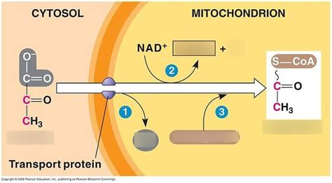 Bio 211: Pyruvate Oxidation Diagram Diagram | Quizlet