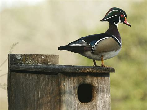 Wood Duck Hunting - Waterfowlers Challenge