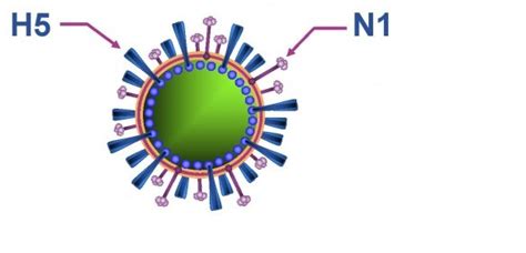 Updated Microbiology: H5N1 Virus Targets Pulmonary Endothelial Cells