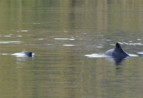 Chilean Dolphin l Rarely Seen Cetacean - Our Breathing Planet