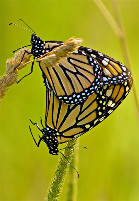 Monarch Butterfly – (Danaus) – Ingersoll District Nature Club