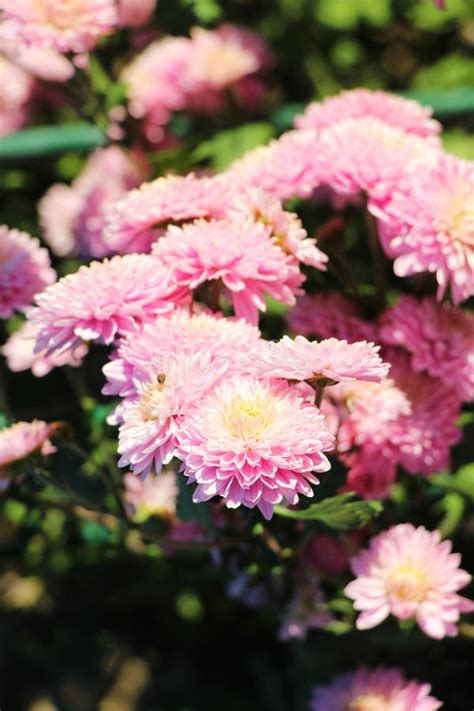 Beautiful Pink Chrysanthemums in Garden Stock Image - Image of bloom, floral: 144025003