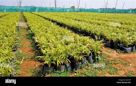 Betel or areca nut plant saplings kept in plastic cover cultivation in ...