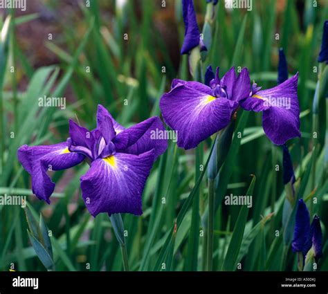 JAPANESE IRIS 'NIKKO' (IRIS ENSATA) FORMERLY: (IRIS KAEMPFERI Stock ...