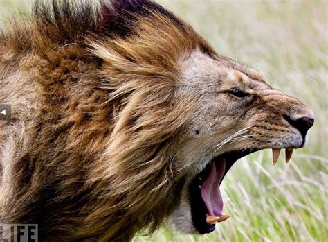 roaring lion | Animals beautiful, Animals wild, Animals