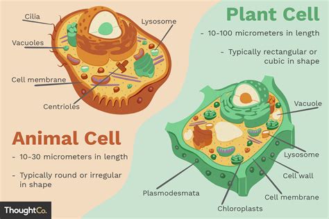 Differences Between Plant and Animal Cells | Animal cell, Plant cell ...