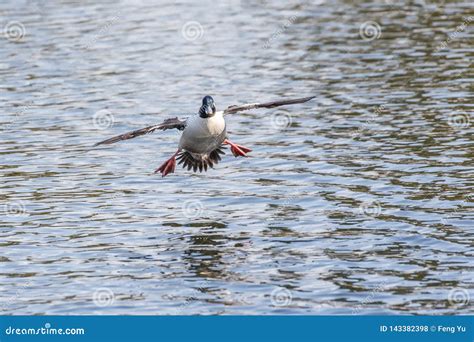 Male Bufflehead duck stock photo. Image of canada, water - 143382398