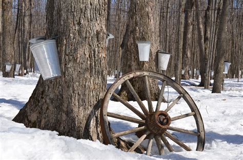 Maple Syrup: Some Sweet Facts | CLC Tree Services