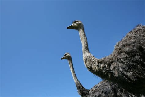 Two Ostriches | Smithsonian Photo Contest | Smithsonian Magazine