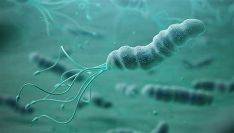 Helicobacter Pylori | Johns Hopkins Medicine