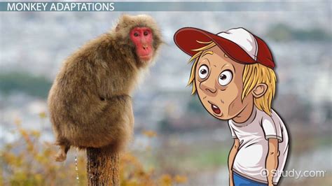 Monkey Adaptations: Lesson for Kids - Lesson | Study.com