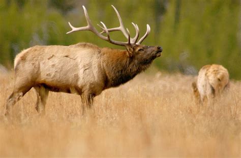 Major Yellowstone Elk Herd Declines