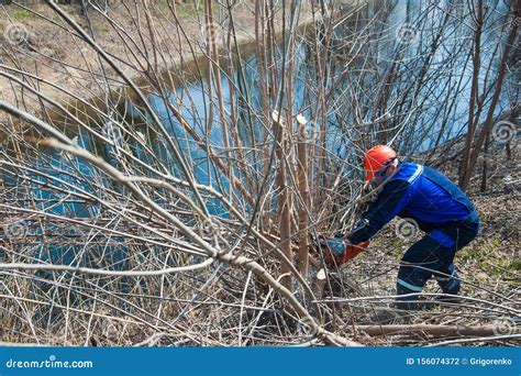 Tree Felling with a Large Chainsaw Editorial Photography - Image of pruning, worker: 156074372