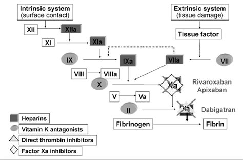 Mode of action of anticoagulants. | Download Scientific Diagram