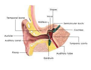 Where are the ossicles located? - THEKITCHENKNOW