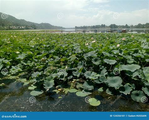 Wular lake stock image. Image of lake, hill, kashmir - 124356181