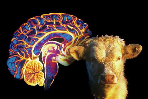 Human Brain And Beef Cow Photograph by Gjlp/cnri - Pixels