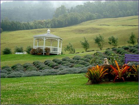 Lavender Farm Maui | Kula maui, Lavender farm, Maui