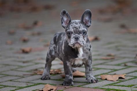 Chocolate French Bulldog: All On This Rare Coat Color