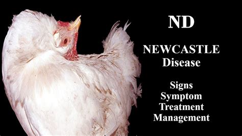 Newcastle Disease in poultry | ND sign and symptom | Griffin Poultry ...