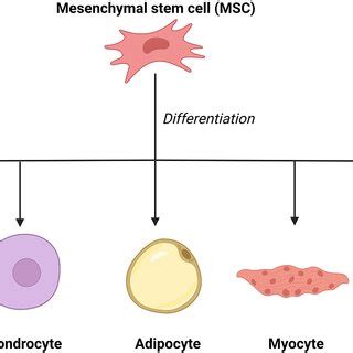 The differentiation of mesenchymal stem cells. Mesenchymal stem cells ...