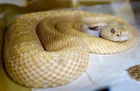 Researchers identify protein that counteracts key rattlesnake venom toxins