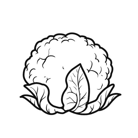 Premium Vector | Cauliflower linear drawing on white background