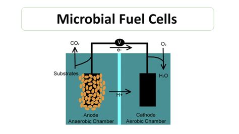 microbial fuel cell in india ~ Microbiology Notes