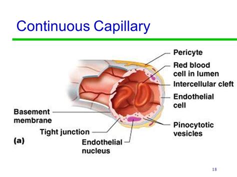 3 Types of Capillaries (Plus Interesting Facts)