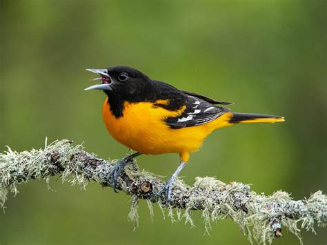 What is the State Bird of Maryland? (And Why?) | Birdfact