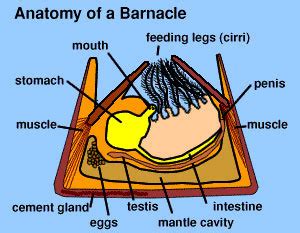 A barnacles mouth : r/TheDepthsBelow