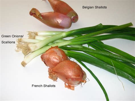 Alfa img - Showing > Shallot Vs Scallion