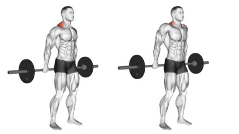 Behind The Back Barbell Shrugs: Muscle Worked & Benefits