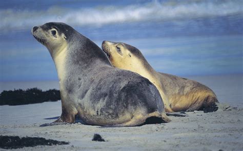 Fact File: Australian sea lion (Neophoca cinerea) - Australian Geographic