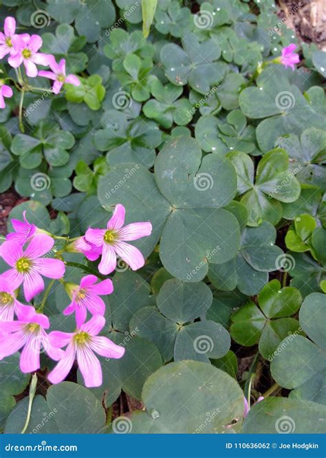 Green Shamrock Clover with Purple Flowers Stock Photo - Image of tiny ...