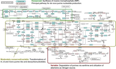 Functional conservation of purine metabolism in Gammaproteobacteria.... | Download Scientific ...